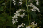 Eastern featherbells